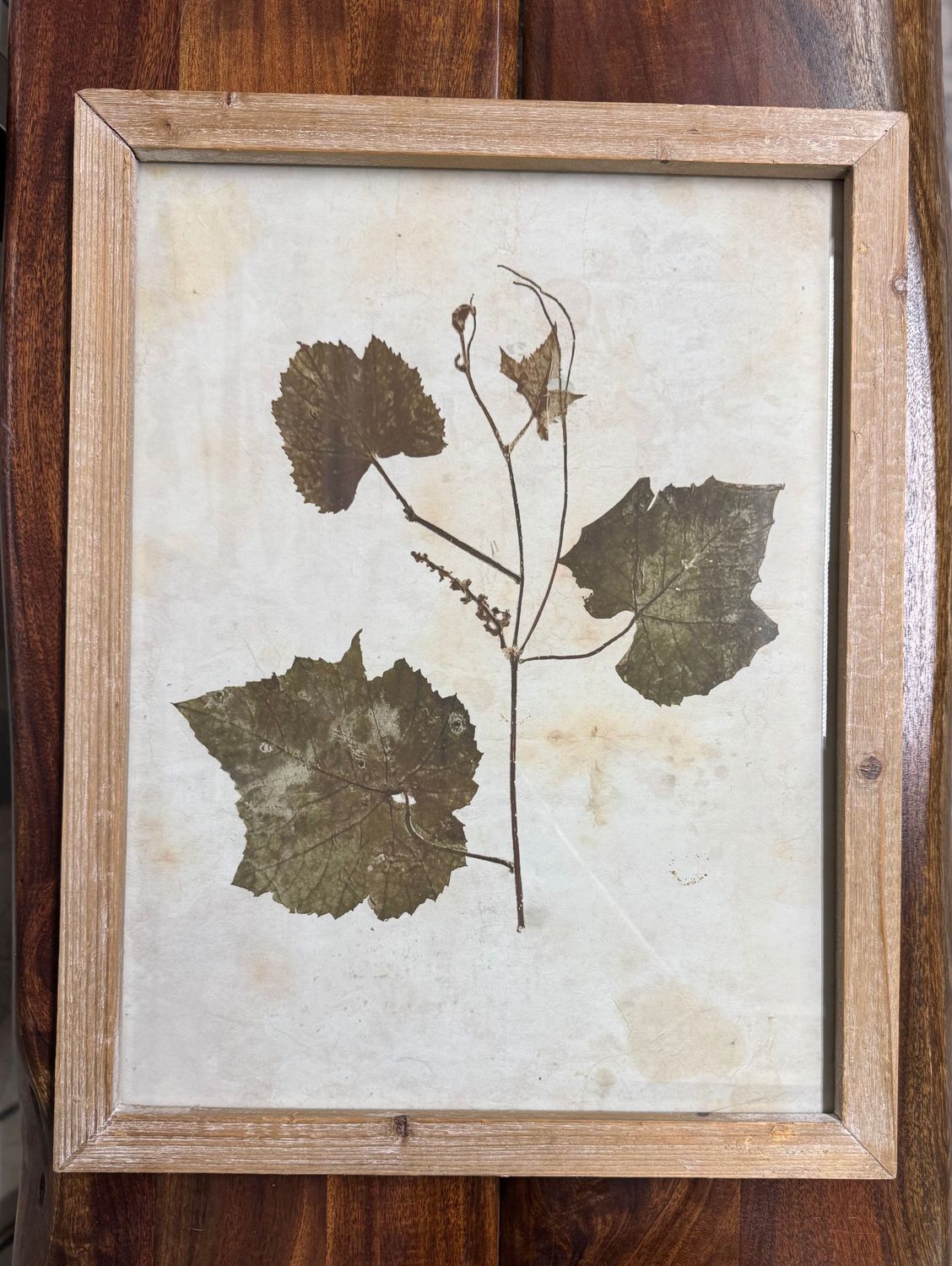 Leaf Print Under Glass V