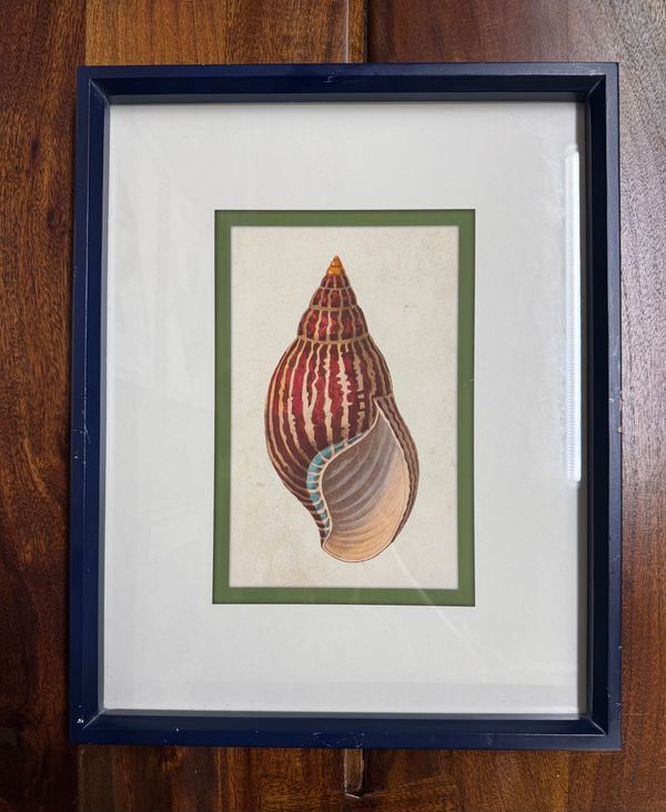 16" Framed Shell Print Under Glass IV