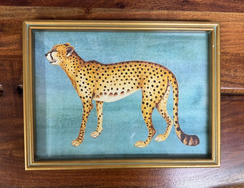 Framed Exotic Animal Print Under Glass - Sm II