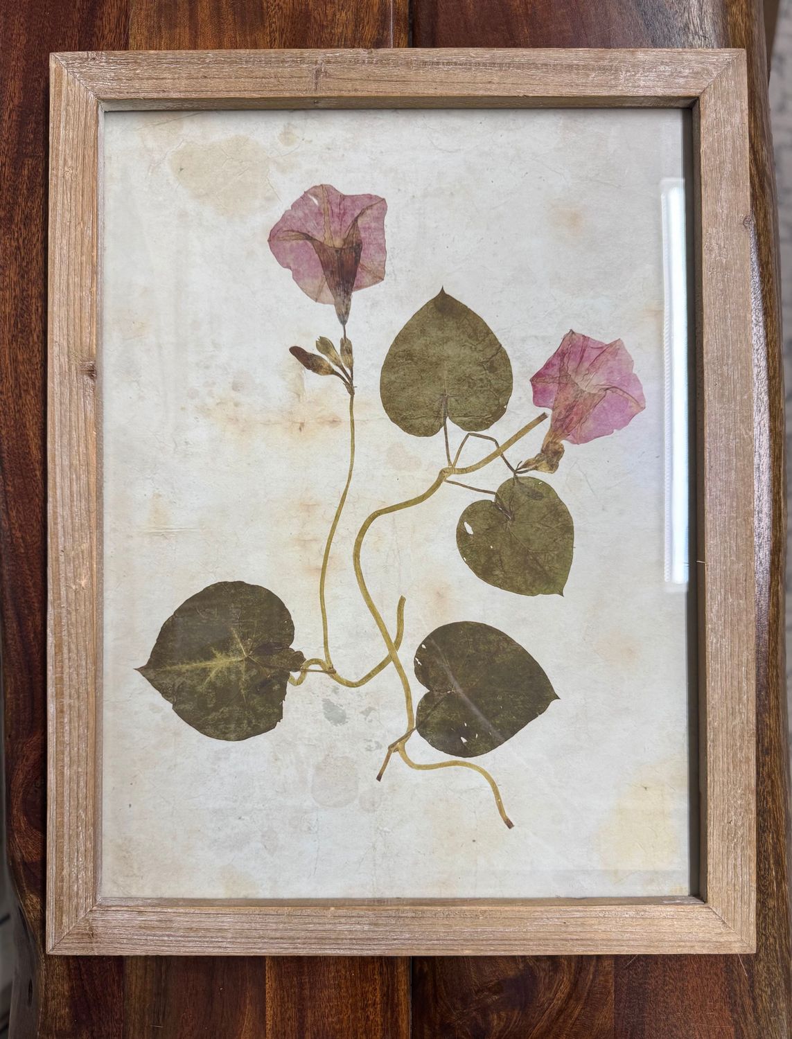 Leaf Print Under Glass III