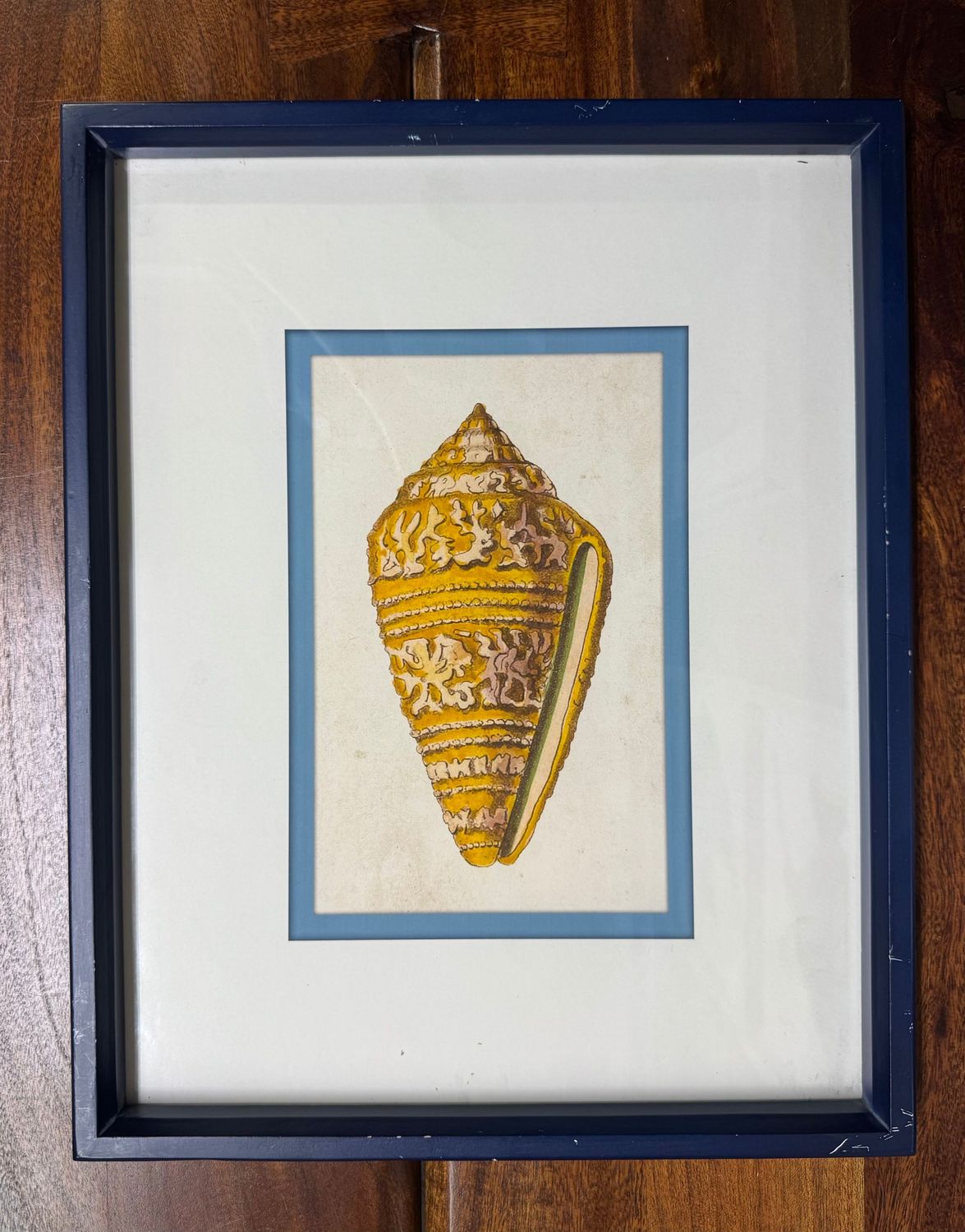 16" Framed Shell Print Under Glass II