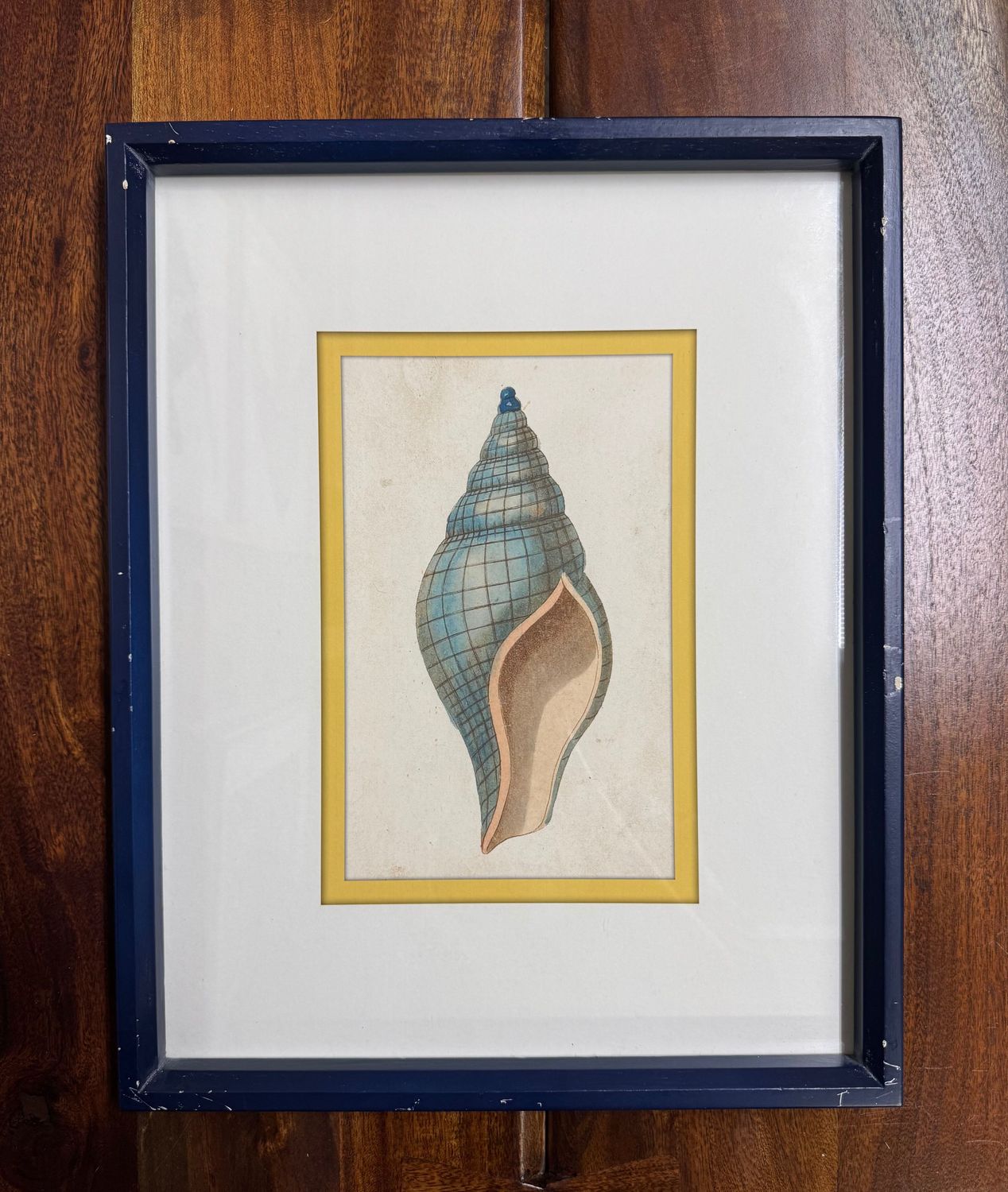 16" Framed Shell Print Under Glass III 16" Framed Shell Print Under Glass III
