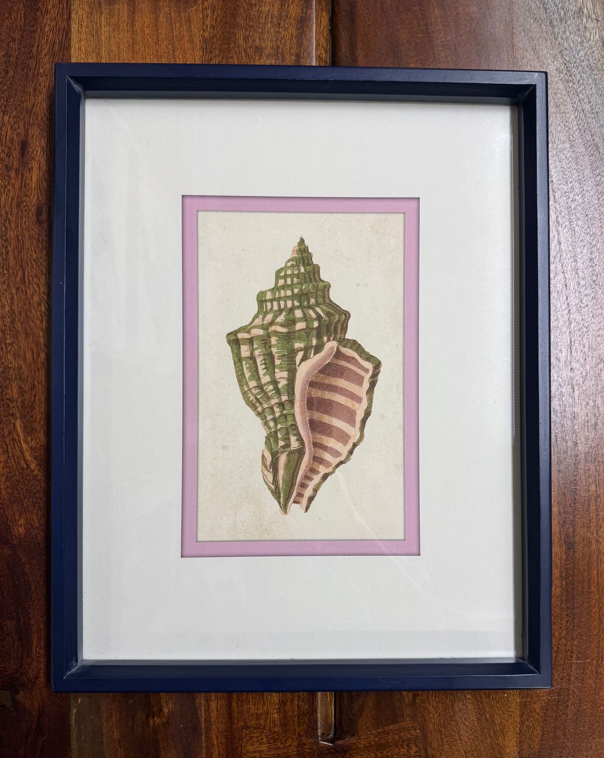 16" Framed Shell Print Under Glass I 16" Framed Shell Print Under Glass I