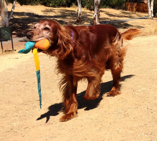 Foxtail Fetch Ball