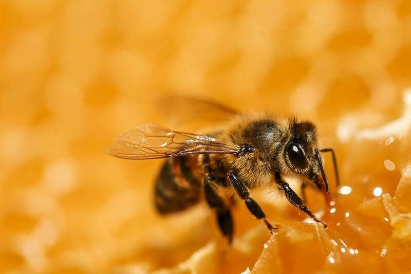 Honey 1lb