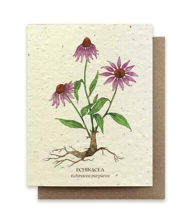 Echinacea Plantable Flower Seed Card 