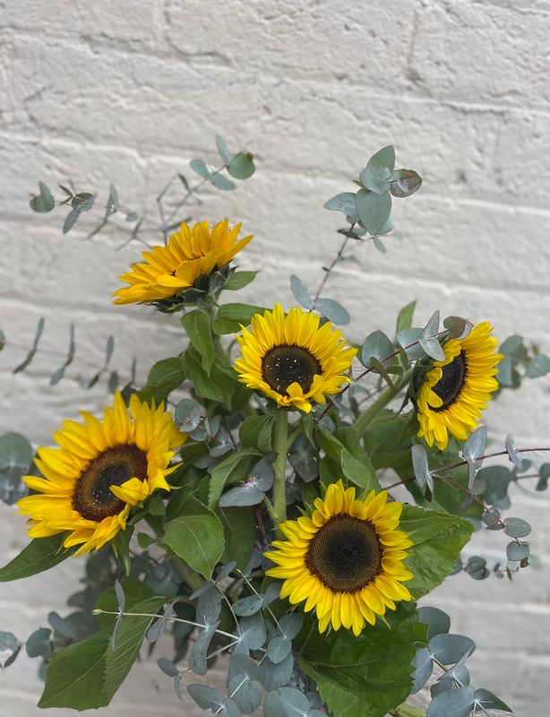 Sunflower fields