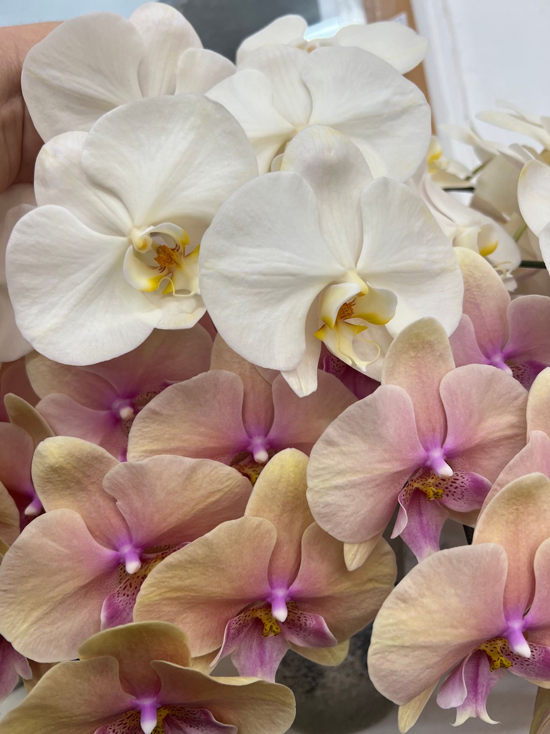 Phalenopsis Orchids