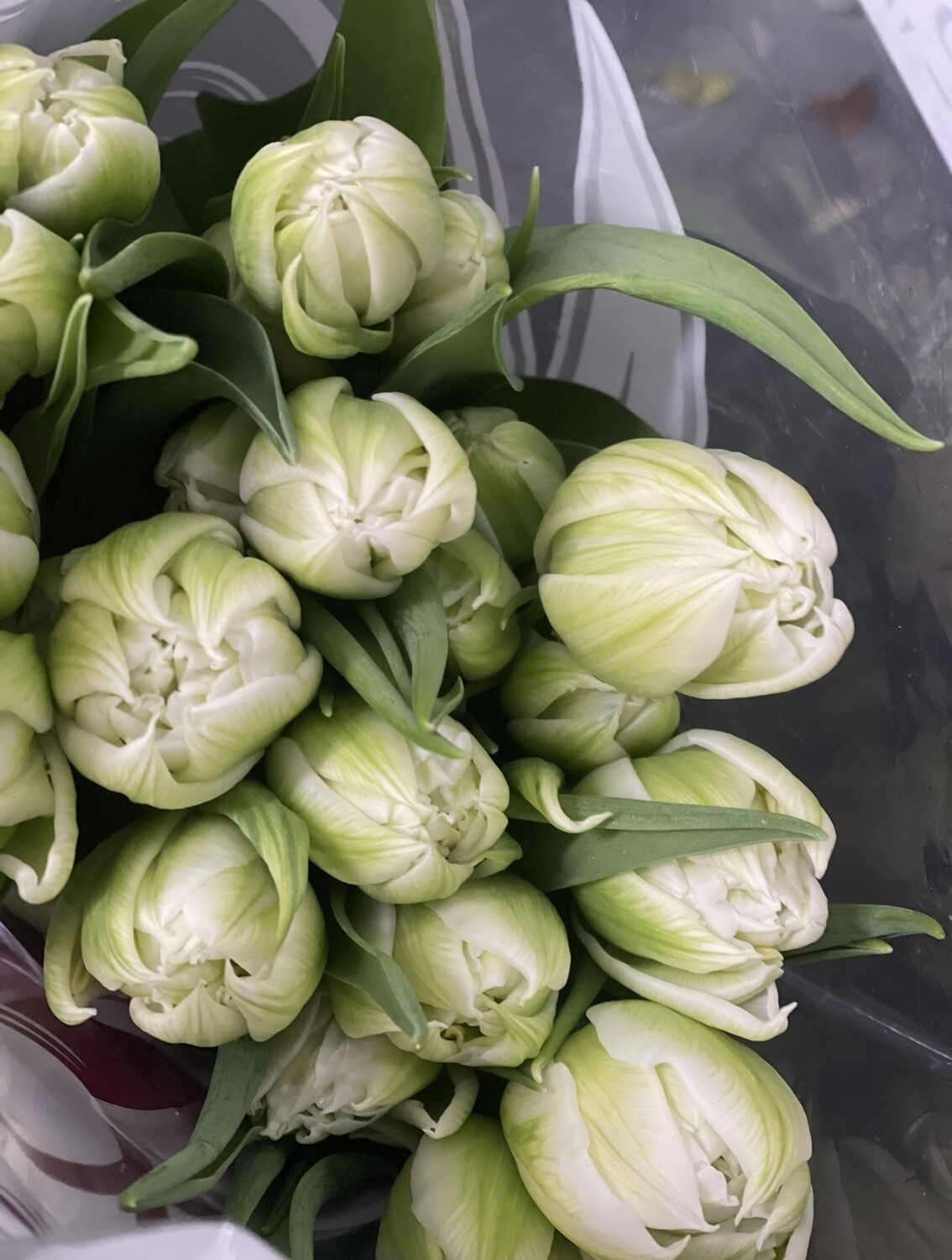Tulips En Masse