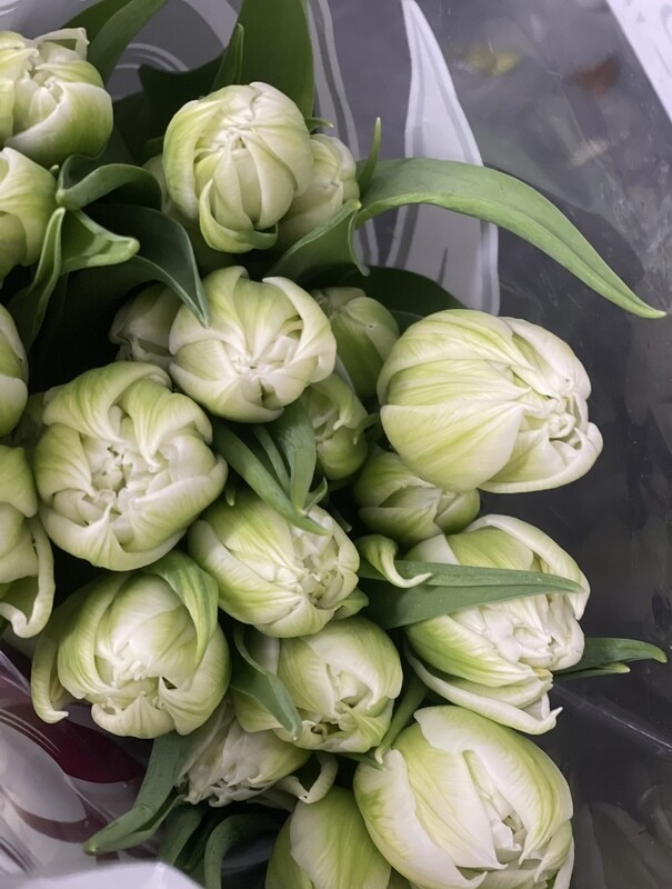 Tulips En Masse