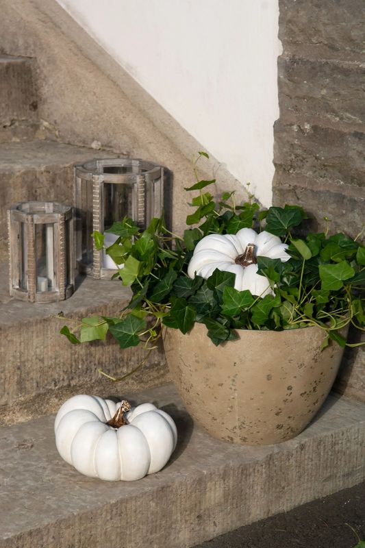 Kürbis Pumpkin white