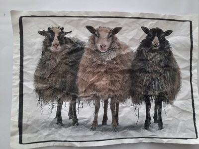 CanvasBild: 3 Schafe