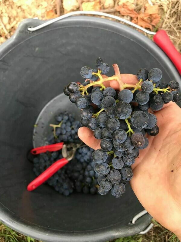 2024 Pinot Noir Réserve trocken