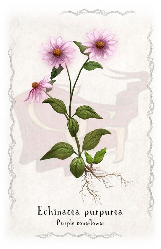 Echinacea Purple Coneflower 11x17