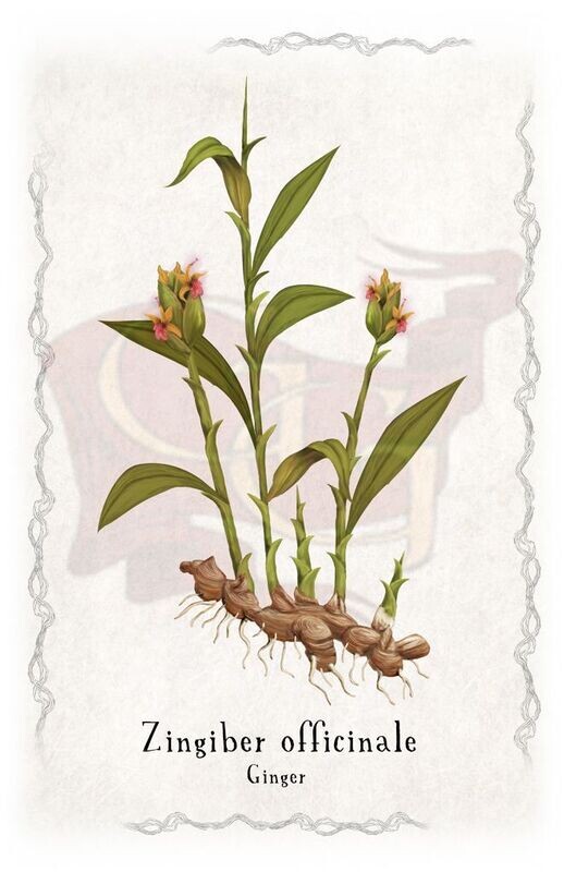 Ginger plant poster 11x17