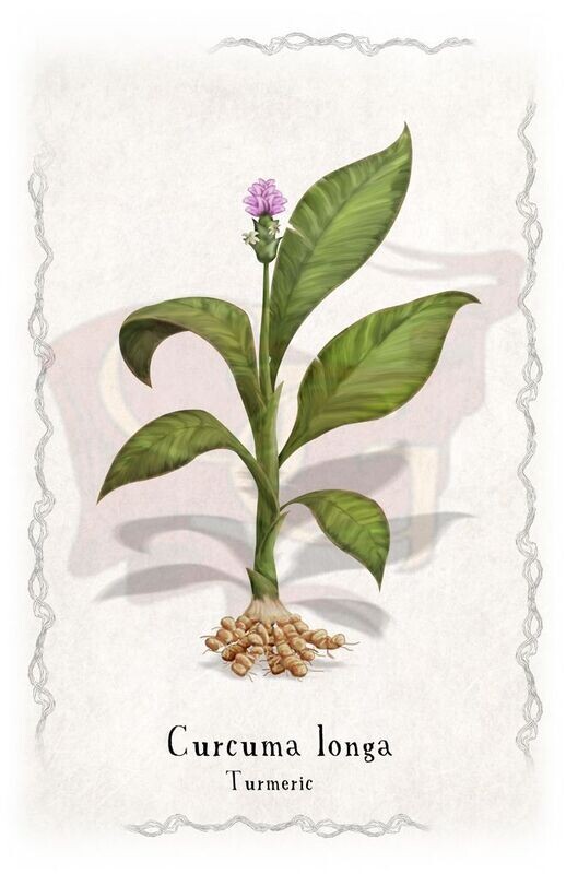 Turmeric plant poster 11x17