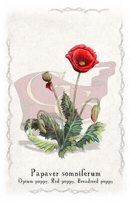 Red poppy plant poster 11x17