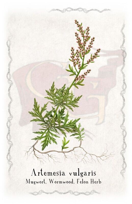 Mugwort plant poster 11x17