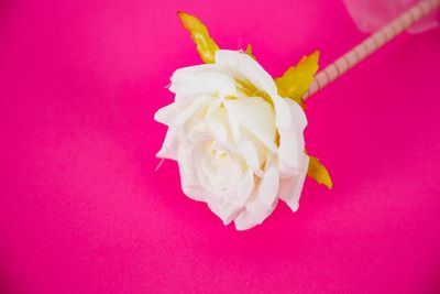 PENNA A FORMA DI ROSA
