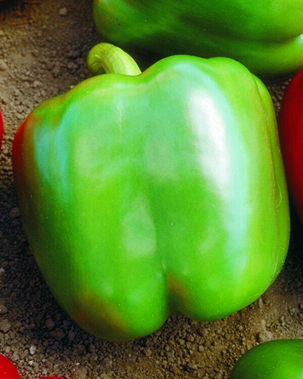 Lady Bell Sweet Pepper, 3Pack