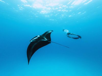 Diving