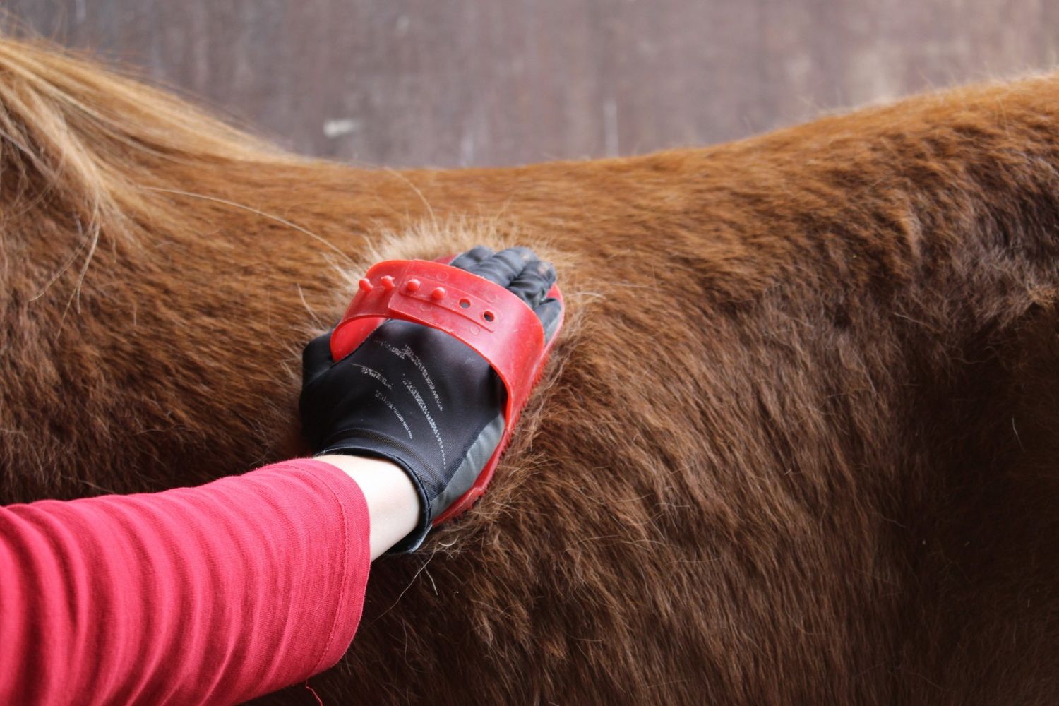 Pferdenachmittag - alles rund ums Pferd 06.07.2025 15-17 Uhr Pferdenachmittag - alles rund ums Pferd 06.07.2025 15-17 Uhr