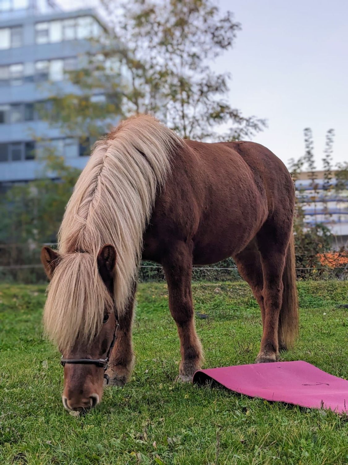 ​Reiten und Yoga 27.09.2025 15-17:30 Uhr mit Leonie