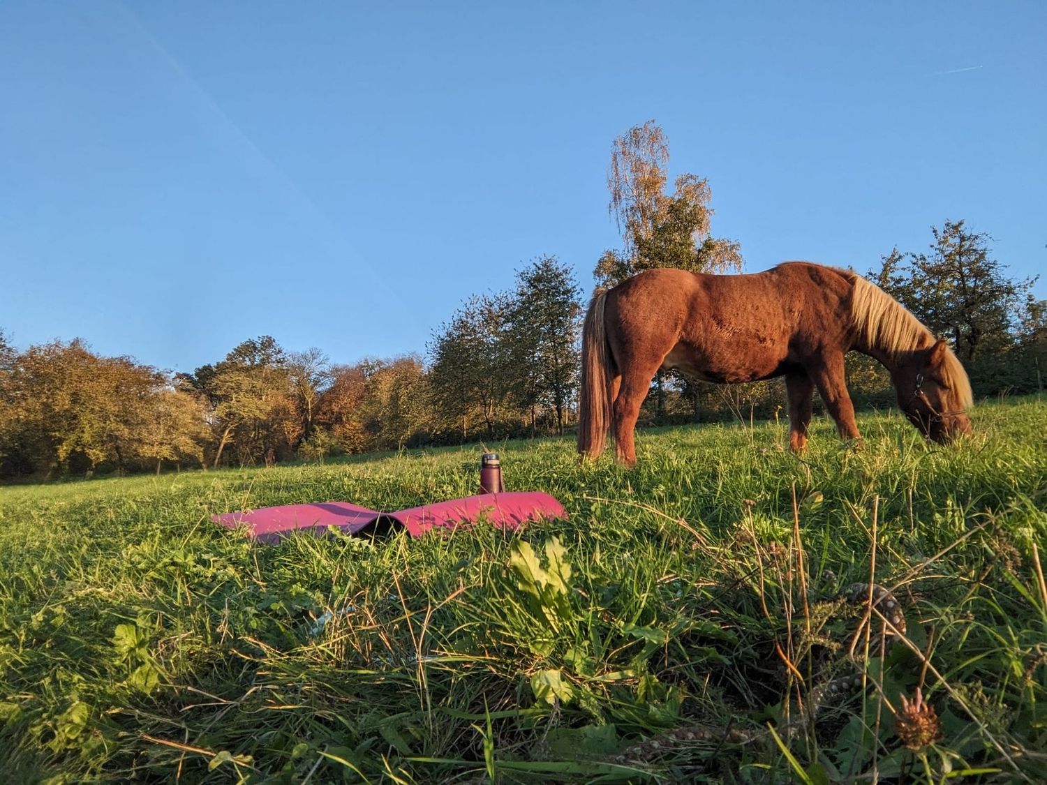 ​Reiten und Yoga 18.10.2025 15-17:30 Uhr mit Leonie