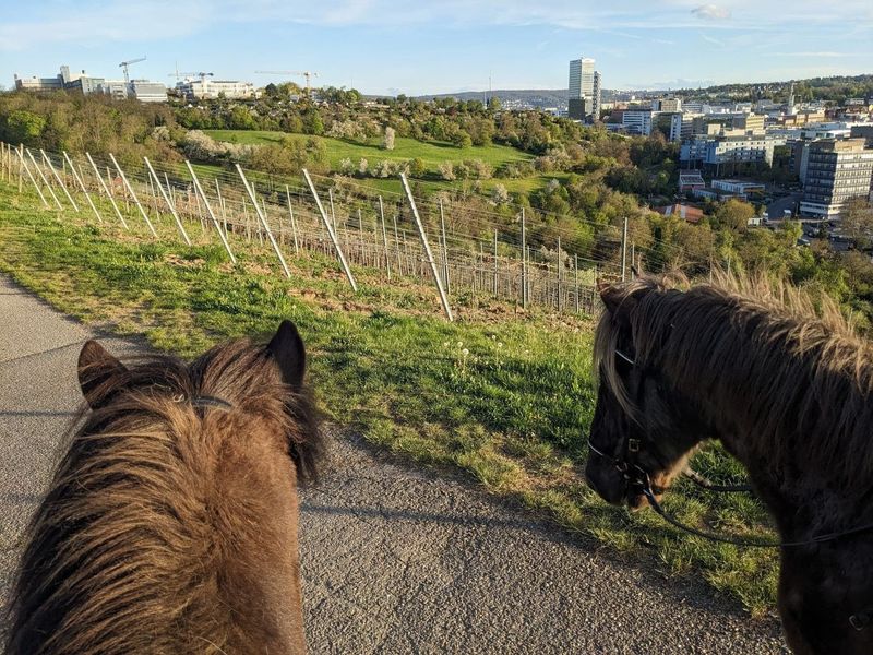 ​Ausritt in den Weinbergen