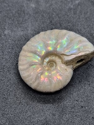 Ammonit irisierend
