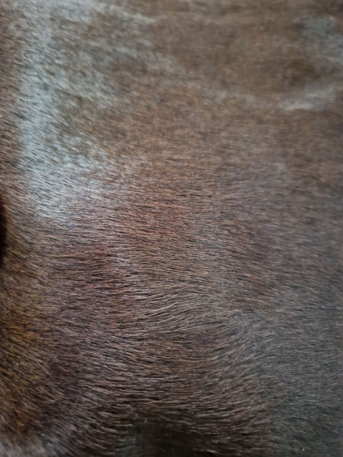 Leather horse with hair color brown
