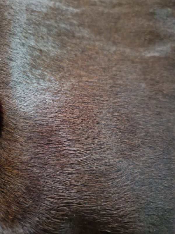 Leather horse with hair color brown