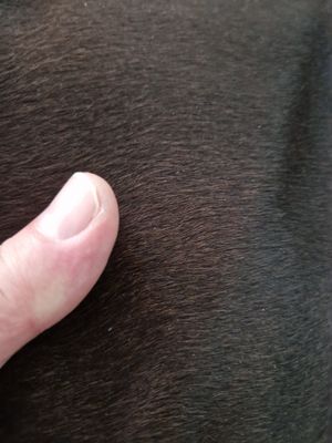 Pele de cavalo com pêlo cor castanho