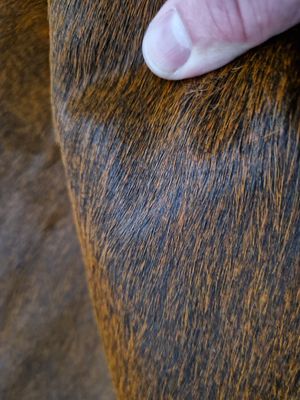 Pele de cavalo com pêlo cor camel