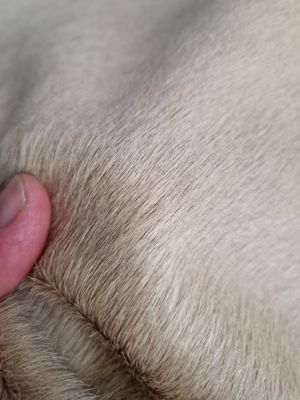 Pele de cavalo com pêlo cor creme