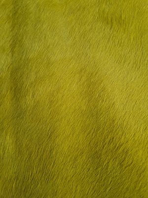 Pele de cavalo com pêlo cor amarelo