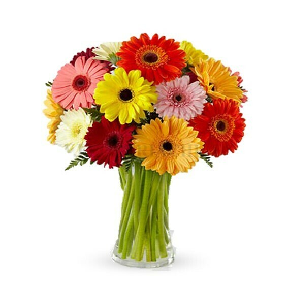 Delirium Gerberas en Florero