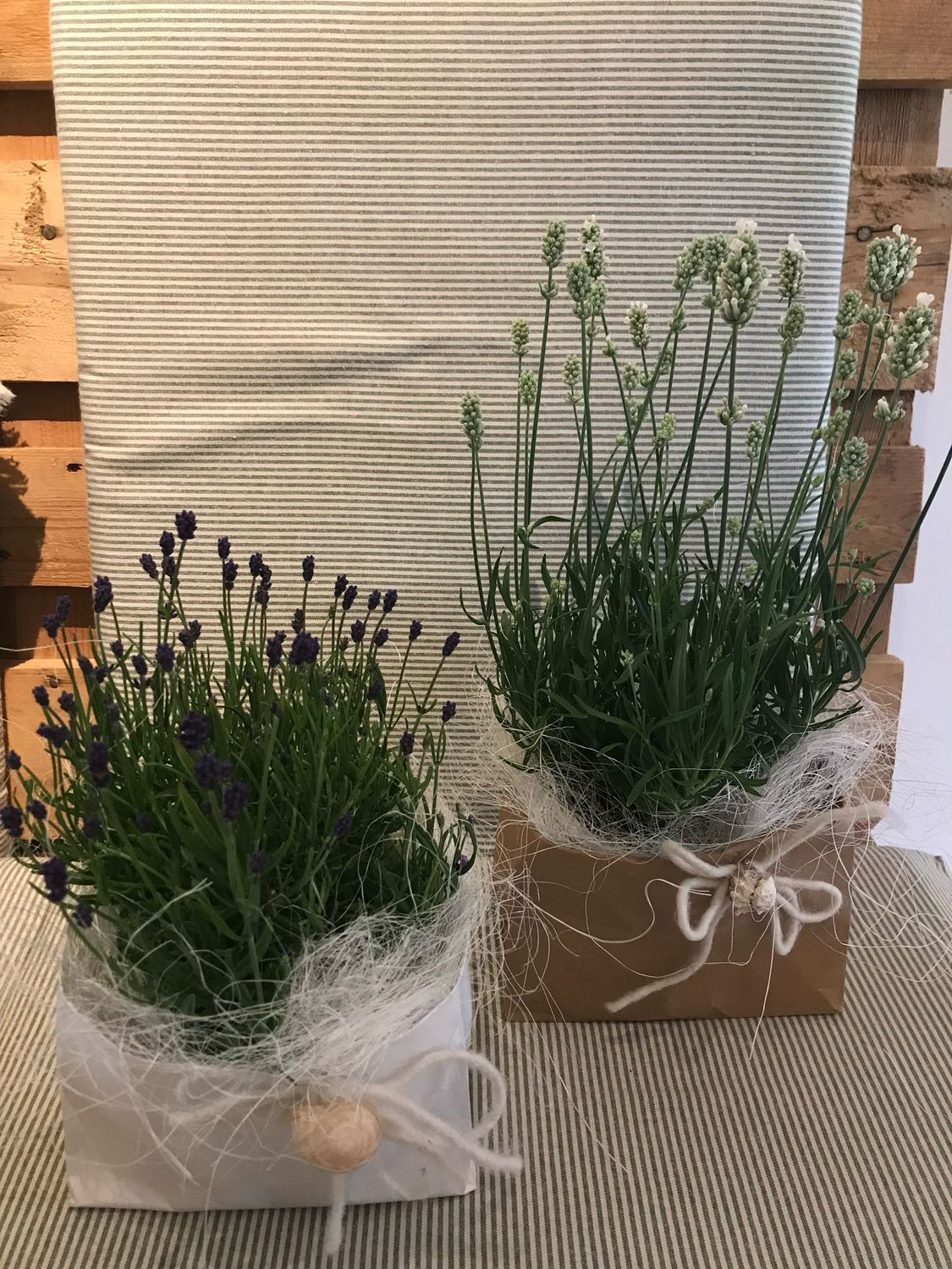 LAVENDEL WEISS IM TÄSCHLI