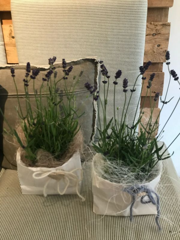 LAVENDEL BLAU IM TÄSCHLI