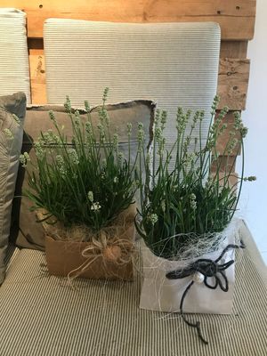 PFLANZEN IN & OUTDOOR