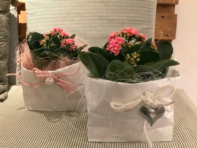 PFLANZEN ARRANGEMENT INDOOR