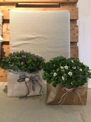 PFLANZEN ARRANGEMENT INDOOR