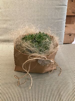 PFLANZEN IN & OUTDOOR