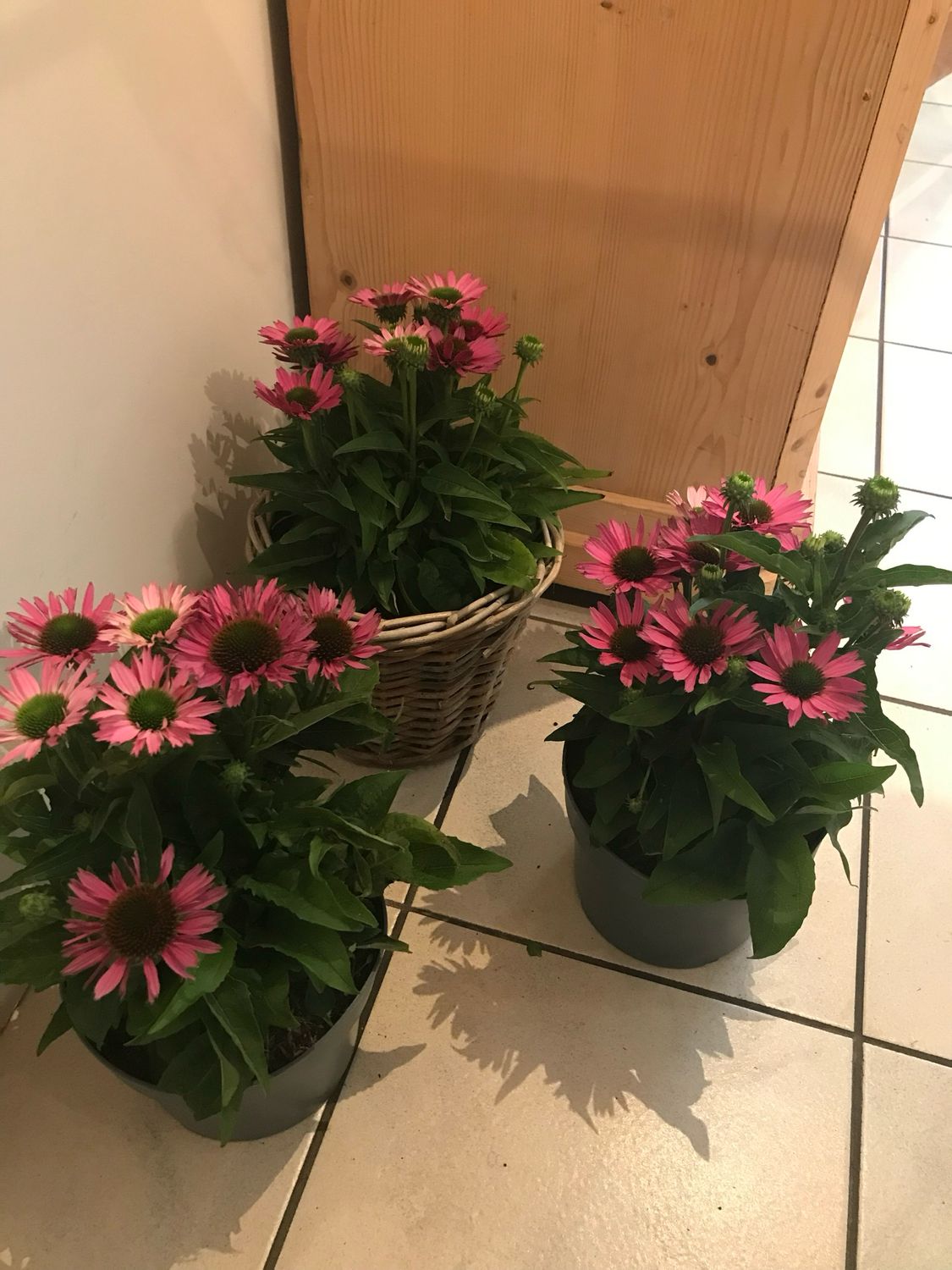 ECHINACEA