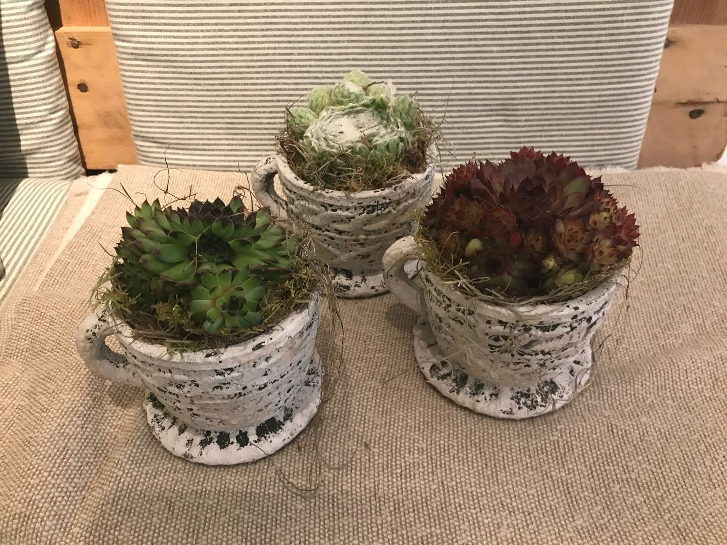 HAUSWURZ ARRANGEMENT