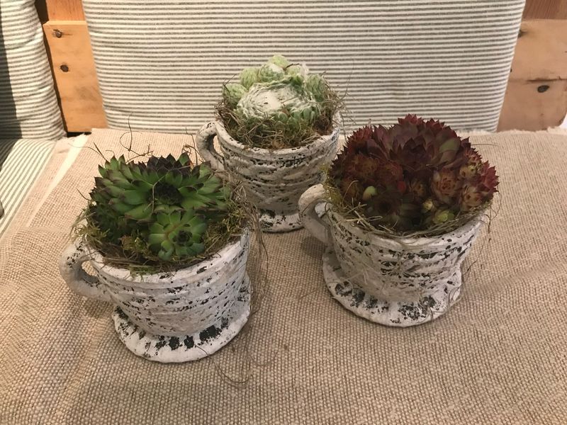 HAUSWURZ ARRANGEMENT