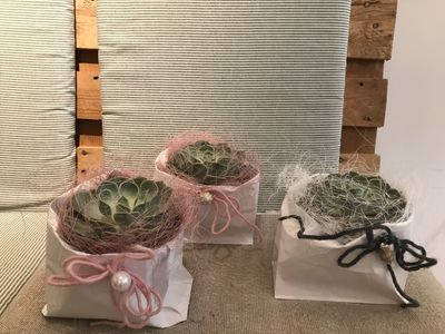 PFLANZEN ARRANGEMENT INDOOR