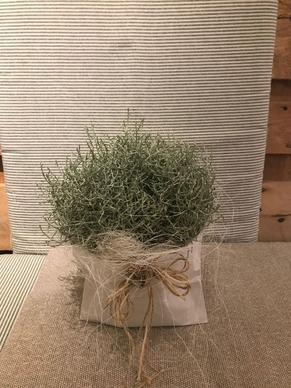 CALOSTEPHALUS IM TÄSCHLI