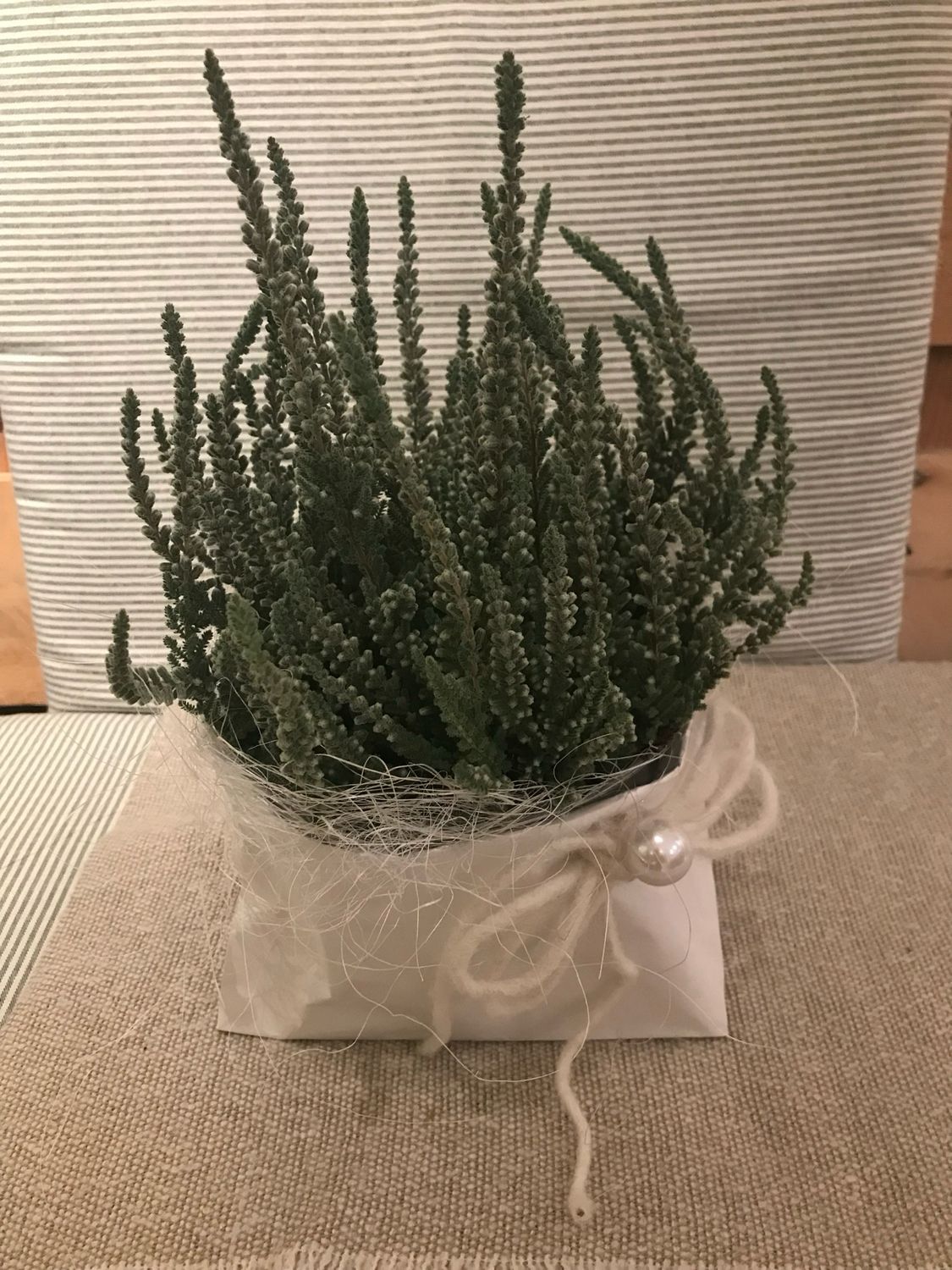 CALLUNA FLUFFY IM TÄSCHLI
