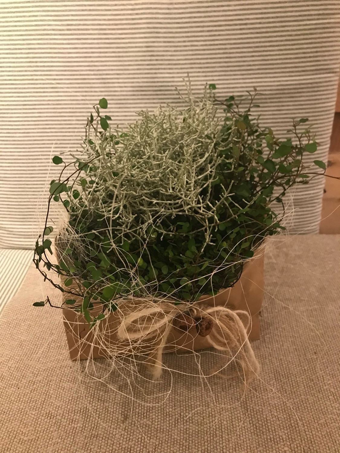 CALOSTEPHALUS MIT MÜHLEBECKIA IM TÄSCHLI